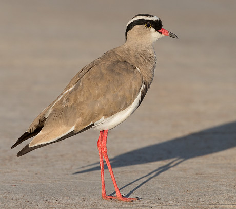 Crowned Lapwing